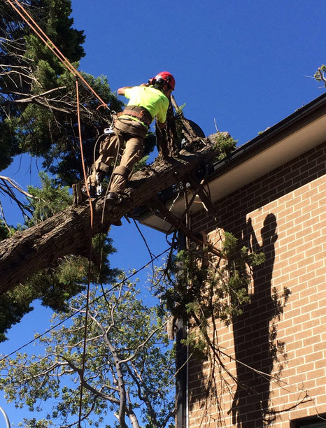 24 Hour Tree Service Sydney - Ben's Tree and Garden Services